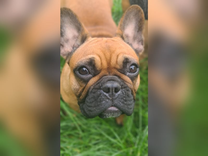 "GRETJE" bezauberndes Französisches Bulldoggen Mädchen mit Papieren