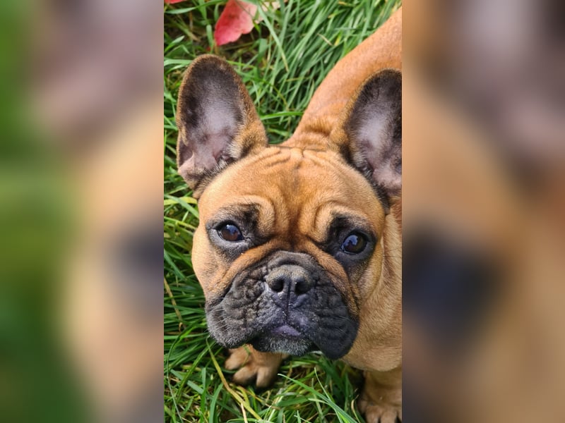 "GRETJE" bezauberndes Französisches Bulldoggen Mädchen mit Papieren