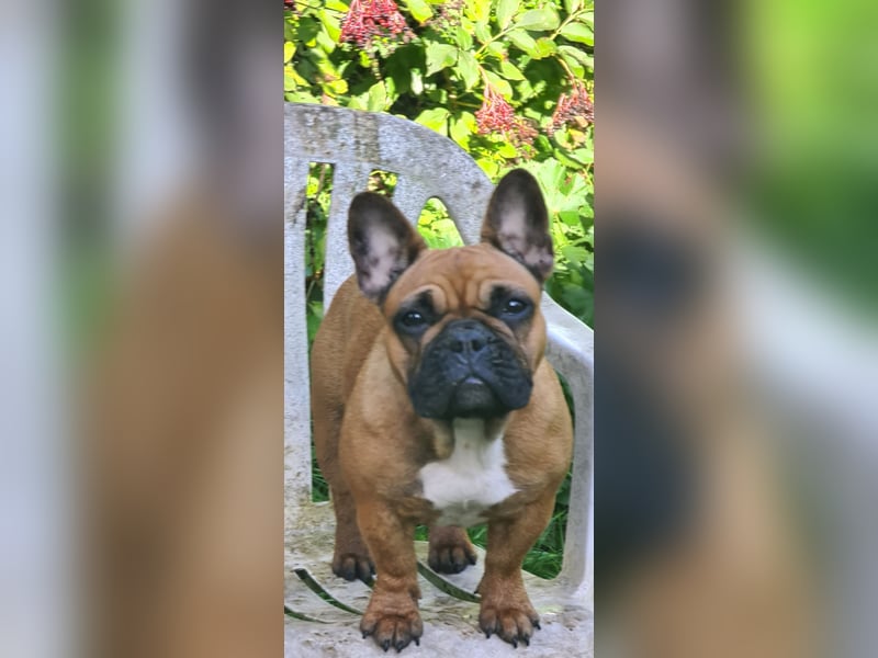 "GRETJE" bezauberndes Französisches Bulldoggen Mädchen mit Papieren