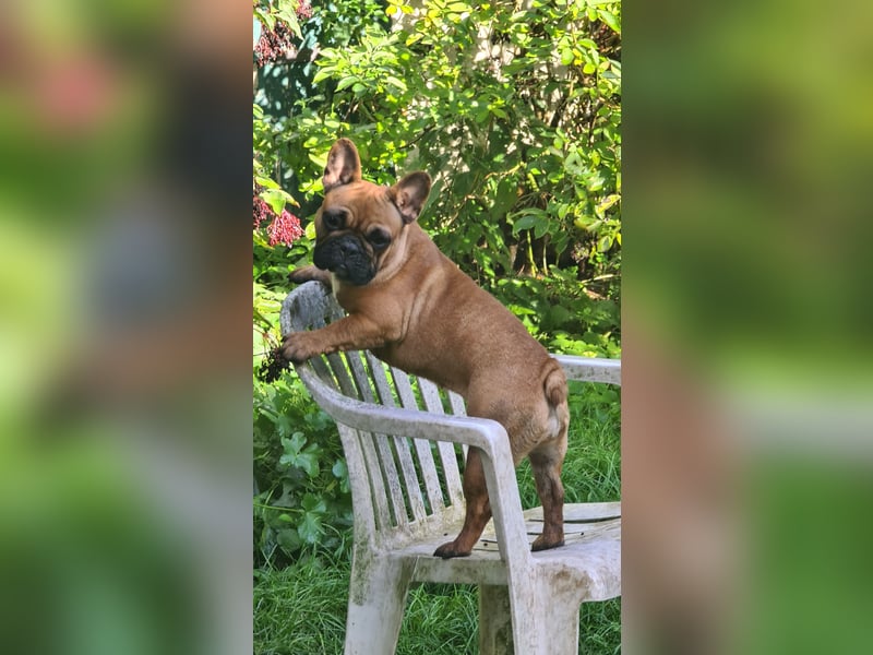 "GRETJE" bezauberndes Französisches Bulldoggen Mädchen mit Papieren