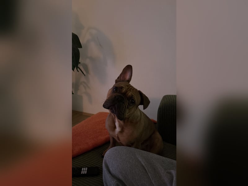 Französische Bulldogge Charly