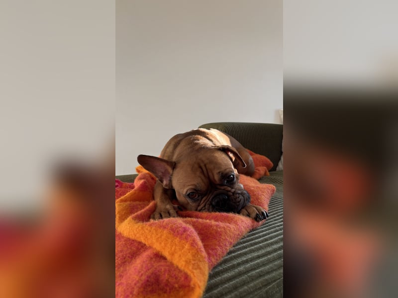 Französische Bulldogge Charly