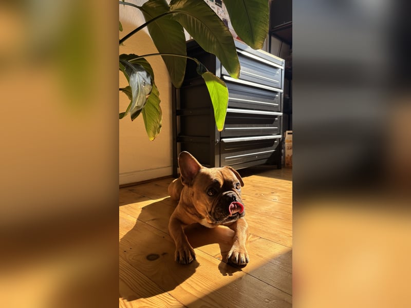 Französische Bulldogge Charly