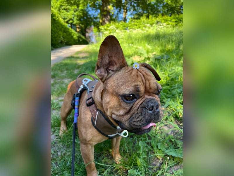Französische Bulldogge Charly