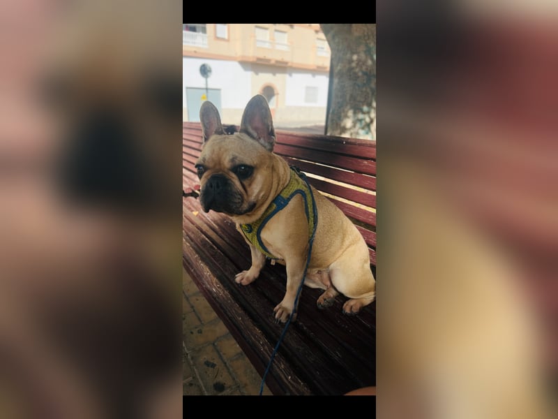 Bella & Romeo möchten nur gemeinsam vermittelt werden