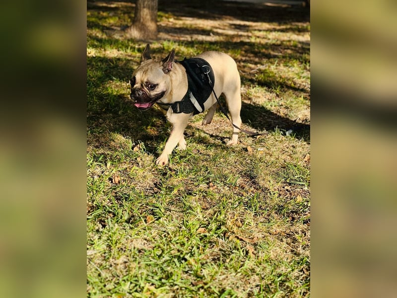 Bella & Romeo möchten nur gemeinsam vermittelt werden