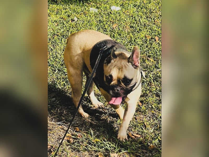 Bella & Romeo möchten nur gemeinsam vermittelt werden