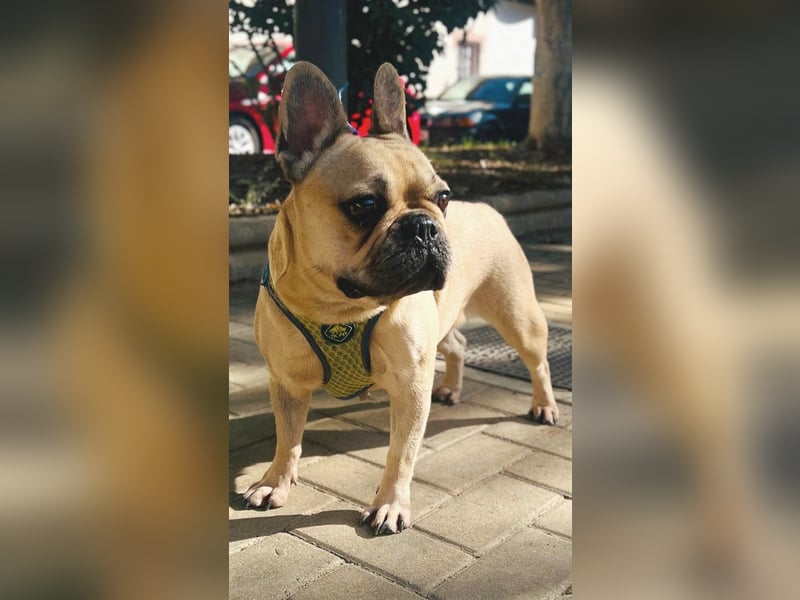 Bella & Romeo möchten nur gemeinsam vermittelt werden