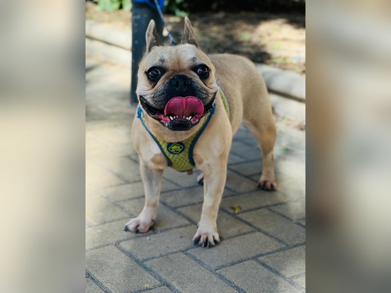Bella & Romeo möchten nur gemeinsam vermittelt werden