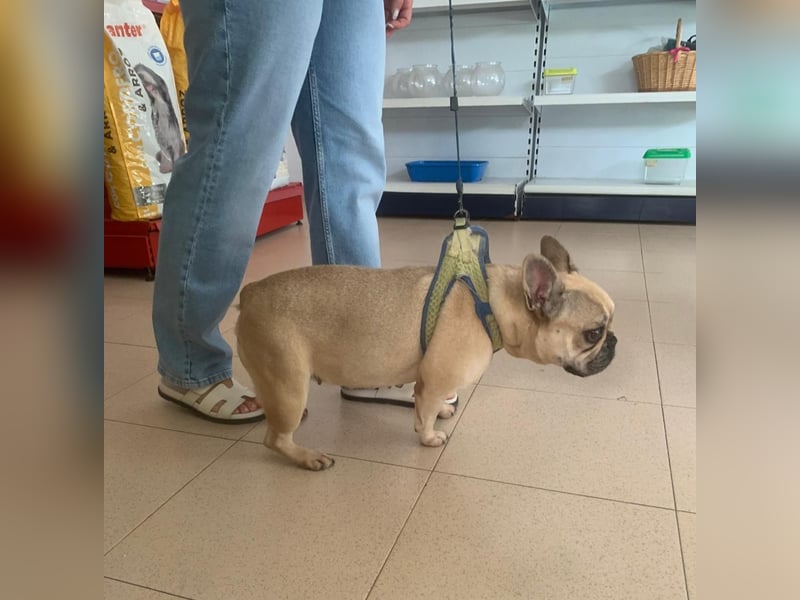 Bella & Romeo möchten nur gemeinsam vermittelt werden