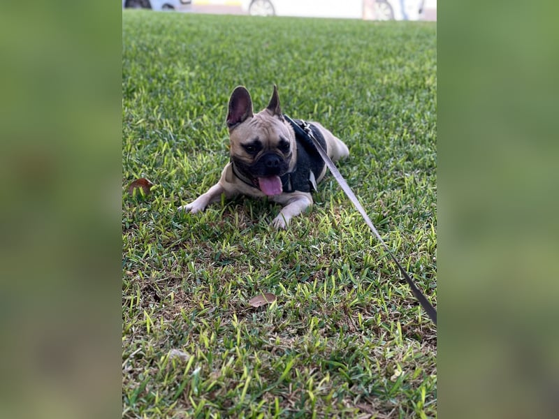 Bella & Romeo möchten nur gemeinsam vermittelt werden