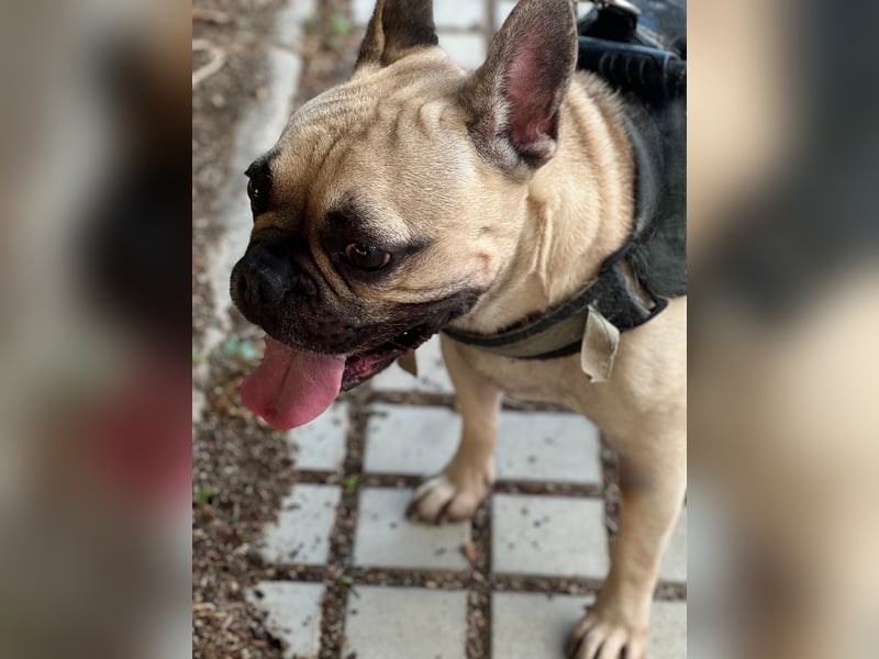 Bella & Romeo möchten nur gemeinsam vermittelt werden