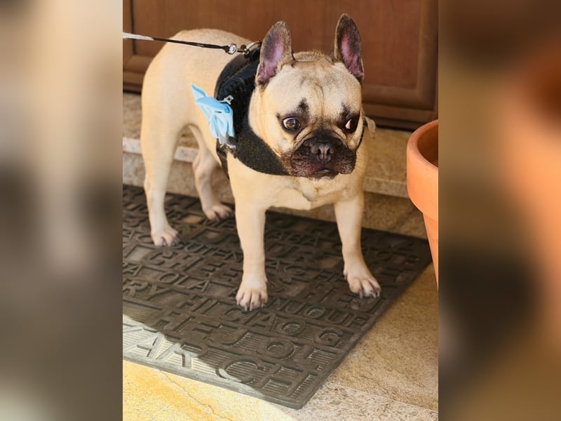 Bella & Romeo möchten nur gemeinsam vermittelt werden