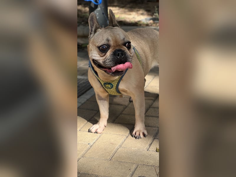 Bella & Romeo möchten nur gemeinsam vermittelt werden