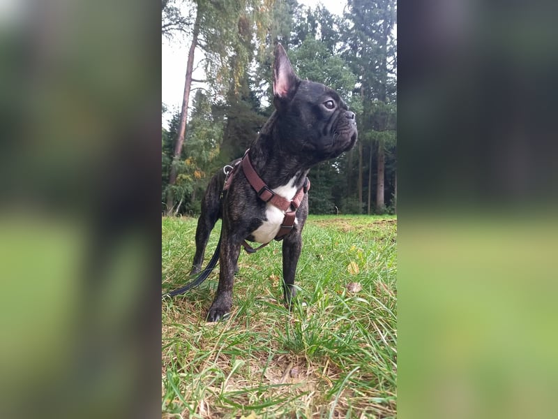 Archie sucht ein neues Zuhause