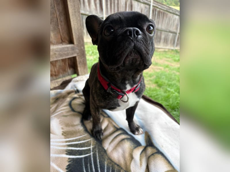 Archie sucht ein neues Zuhause