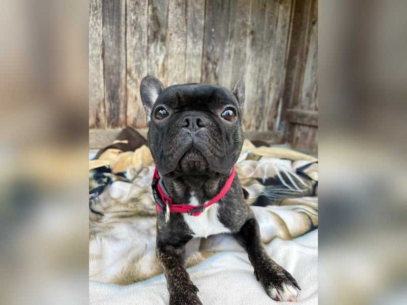 Archie sucht ein neues Zuhause