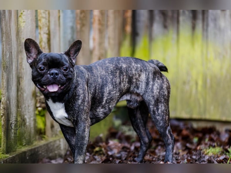 Archie sucht ein neues Zuhause