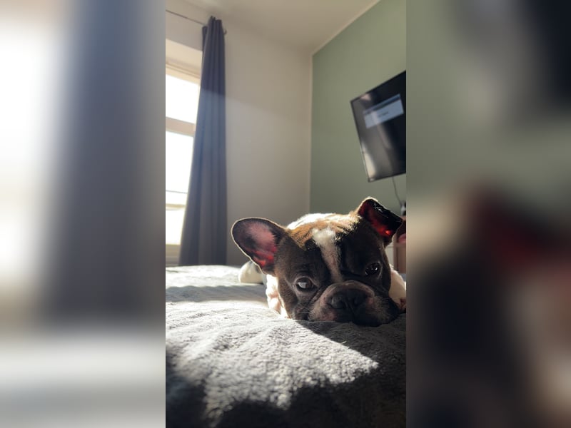 Französische Bulldogge