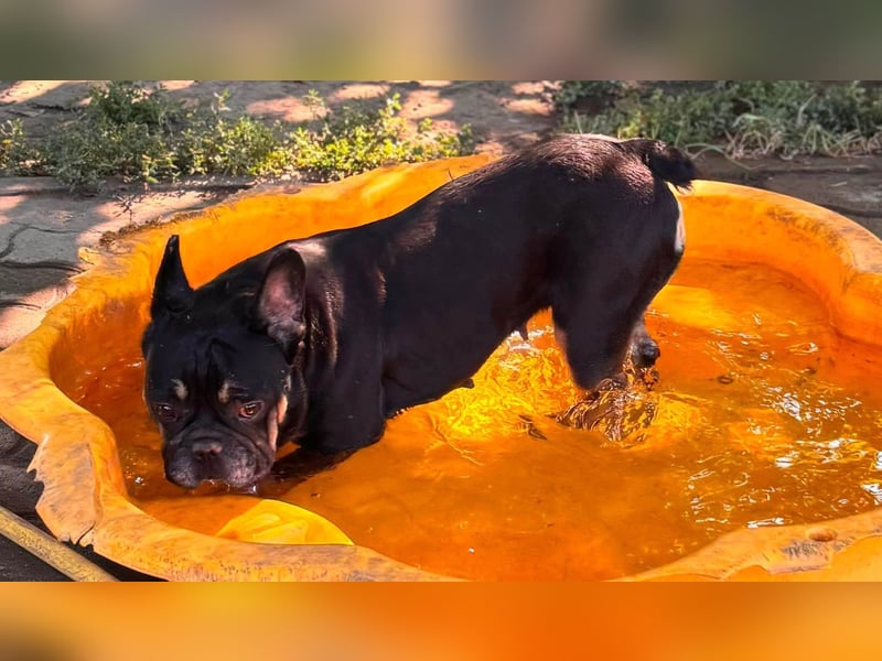 Star, fröhliche Französische Bulldogge geb. 09/2022