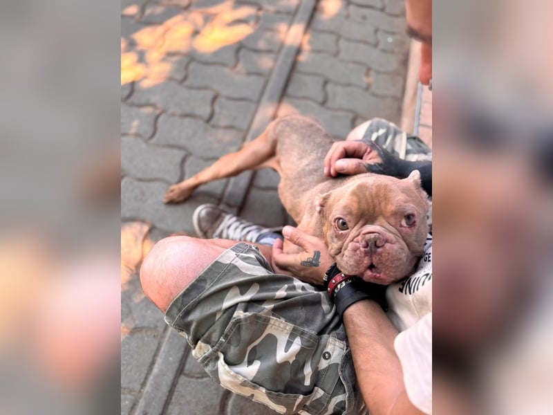 Diamond, freundlicher Französische Bulldoggen Rüde geb. 04/2019