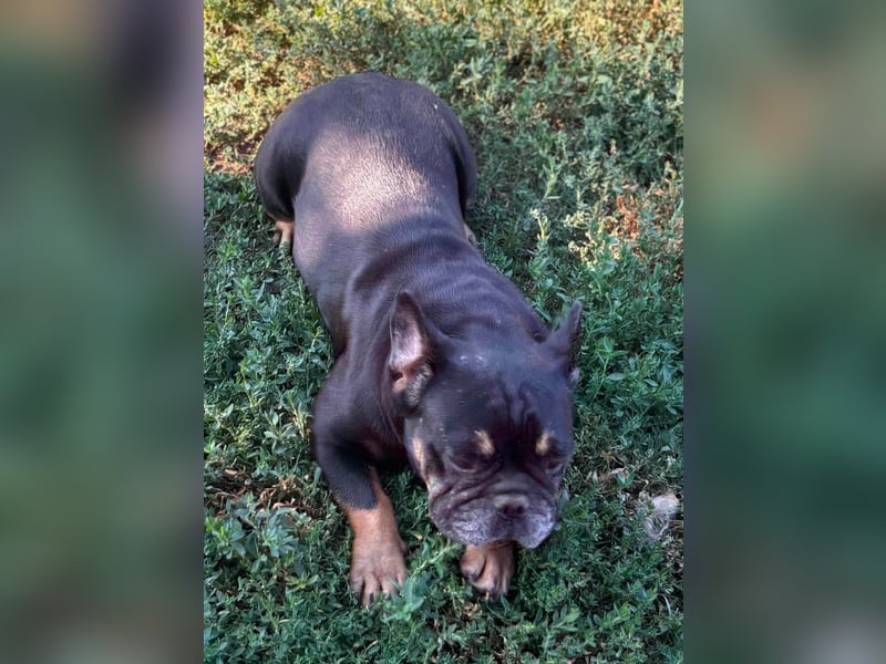 Star, fröhliche Französische Bulldogge geb. 09/2022