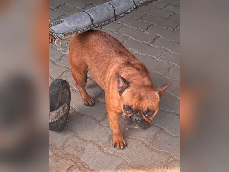 Aura, liebe, etwas schüchterne Französische Bulldogge geb. 06/2021