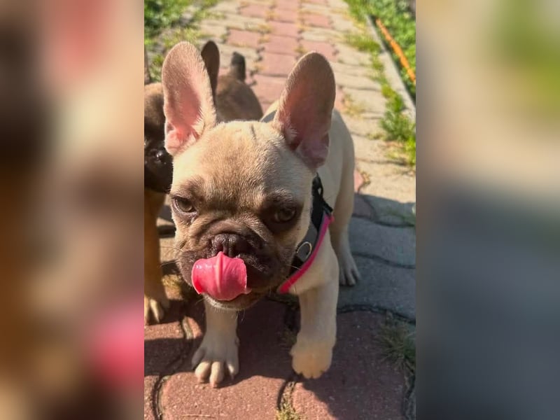 Carlo, fröhlicher Französisch Bulldoggen Welpe geb. 04/2026