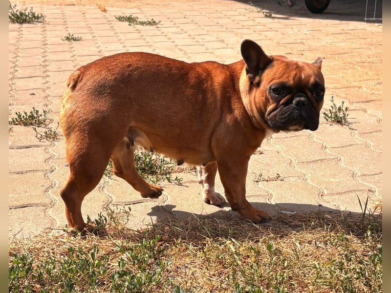 Aura, liebe, etwas schüchterne Französische Bulldogge geb. 06/2021