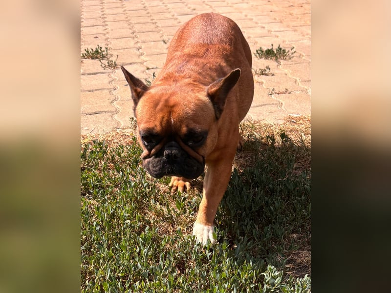 Aura, liebe, etwas schüchterne Französische Bulldogge geb. 06/2021