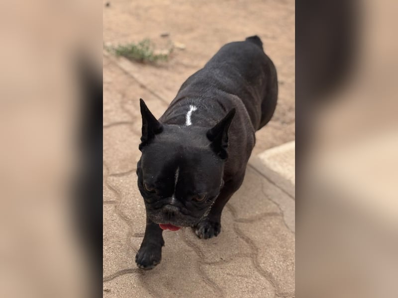 Roni. liebevoller Französischer Bulldoggen Rüde geb. 08/2021