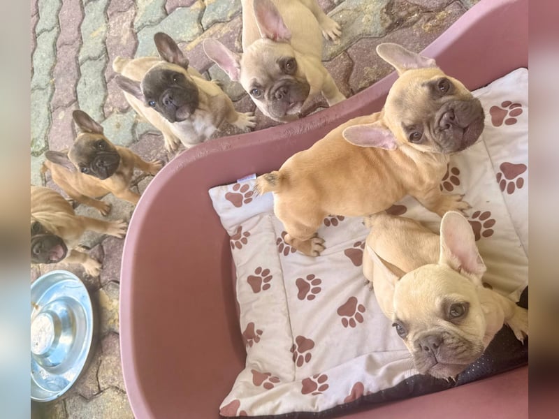 Charles, süßer Französisch Bulldoggen Welpe geb. 04/2026