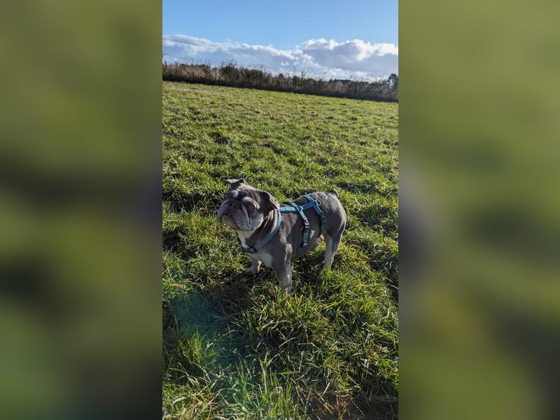 Mimi, tolle Französische Bulldogge geb. 2022