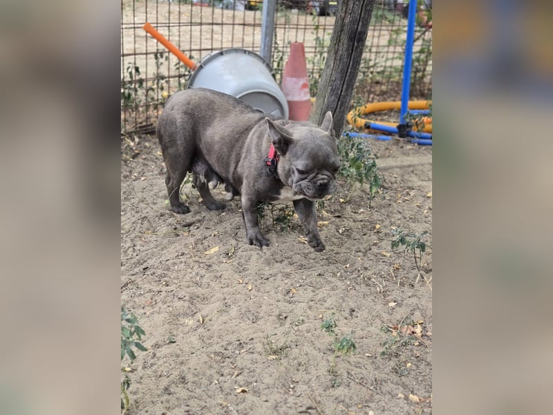 Micella, süße, liebe Französische Bulldogge geb. 04/2024