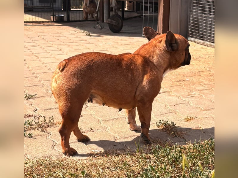 Aura, liebe, etwas schüchterne Französische Bulldogge geb. 06/2021
