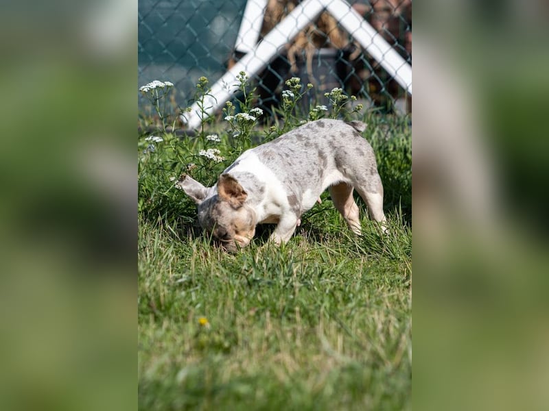 Radar, bildhübsche Französische Bulldogge geb. 03/2025