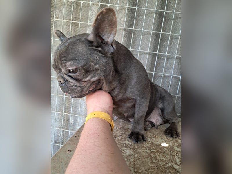 Csufi, kinderliebe Französische Bulldogge geb. 03/2021