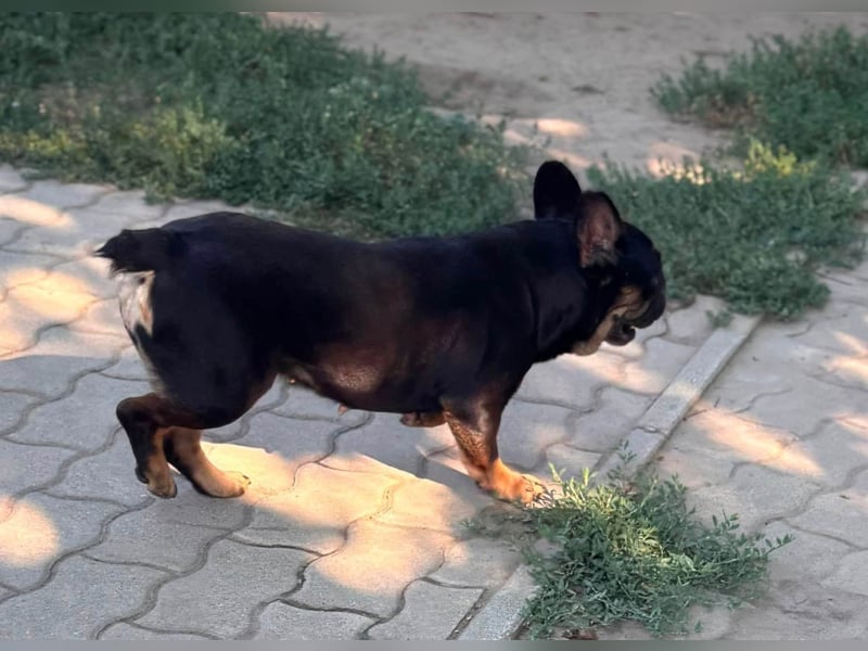 Star, fröhliche Französische Bulldogge geb. 09/2022