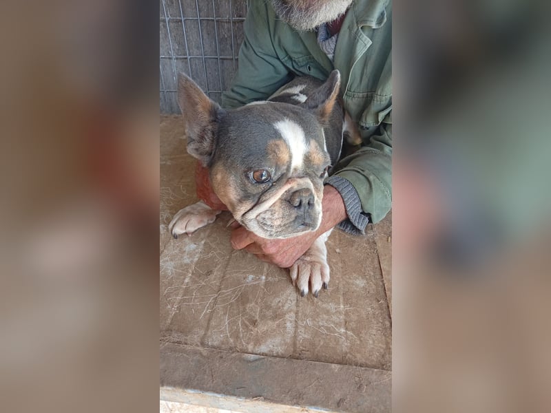 Virsli, freundliche Französische Bulldogge geb. 06/2025