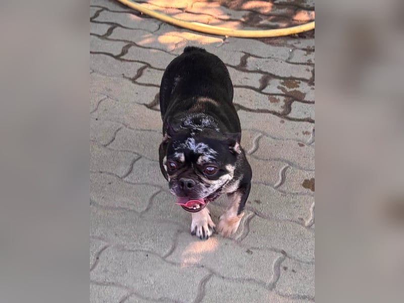Silver, gut gelaunte Französische Bulldogge geb. 06/2021