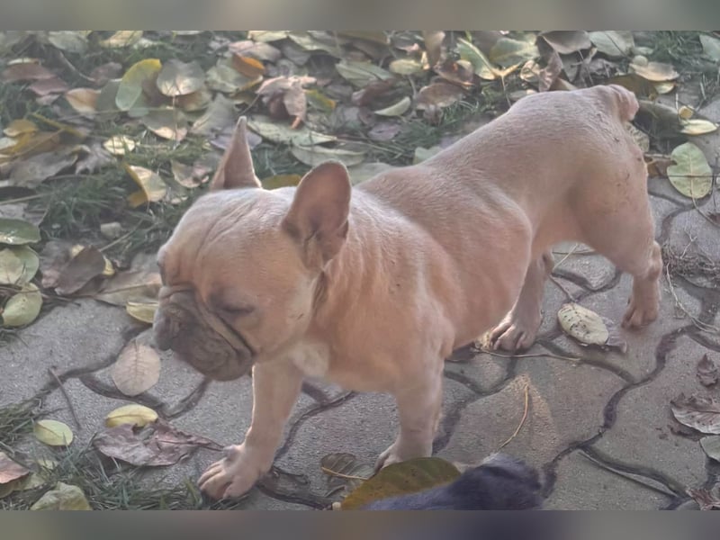 Pearl, freundliche, aufgeschlossene Französische Bulldogge geb. 05/2020
