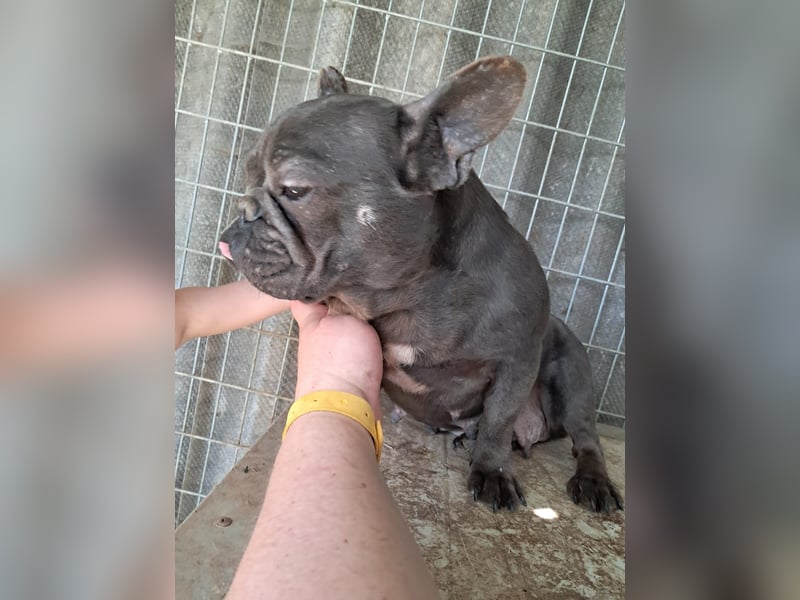 Csufi, kinderliebe Französische Bulldogge geb. 03/2021