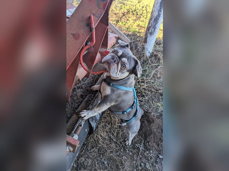 Mimi, tolle Französische Bulldogge geb. 2022