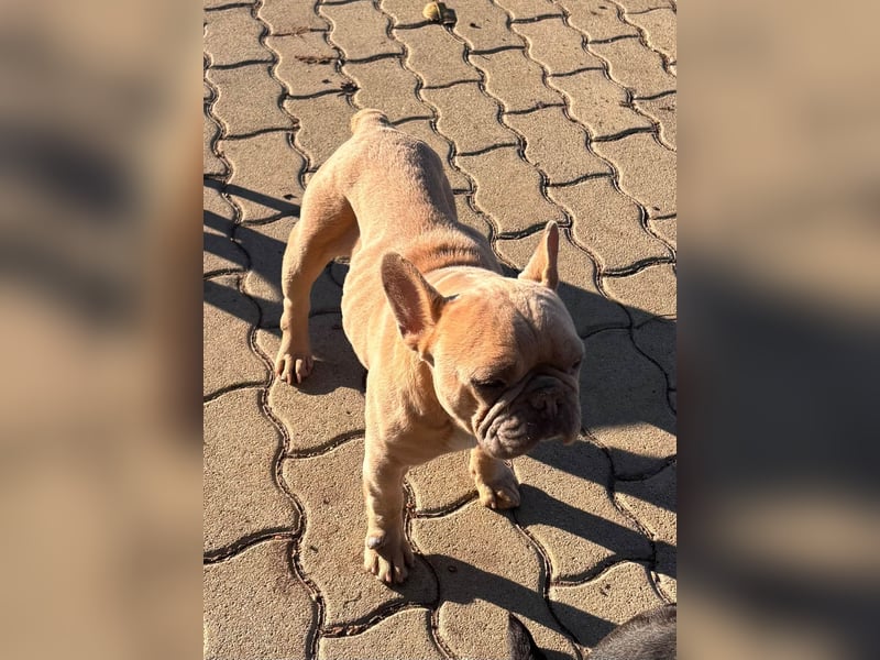 Pearl, freundliche, aufgeschlossene Französische Bulldogge geb. 05/2020