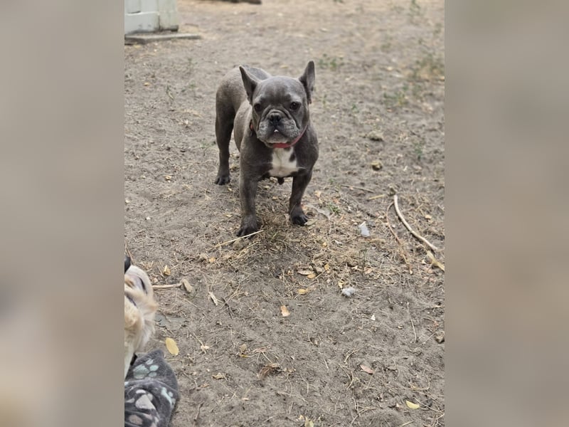 Micella, süße, liebe Französische Bulldogge geb. 04/2024