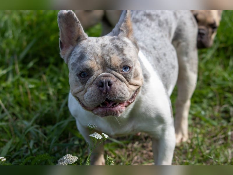 Radar, bildhübsche Französische Bulldogge geb. 03/2025