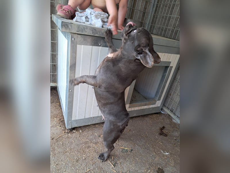 Csufi, kinderliebe Französische Bulldogge geb. 03/2021