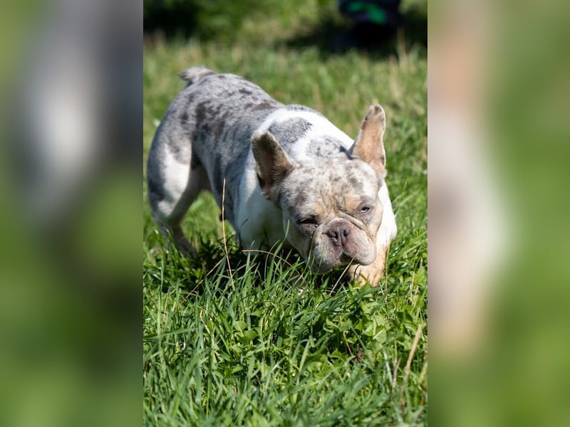 Radar, bildhübsche Französische Bulldogge geb. 03/2025