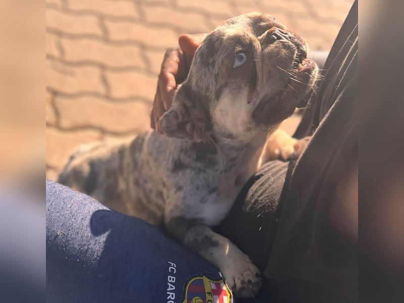 Gina, bildhübsche Französische Bulldogge geb. 01/2023