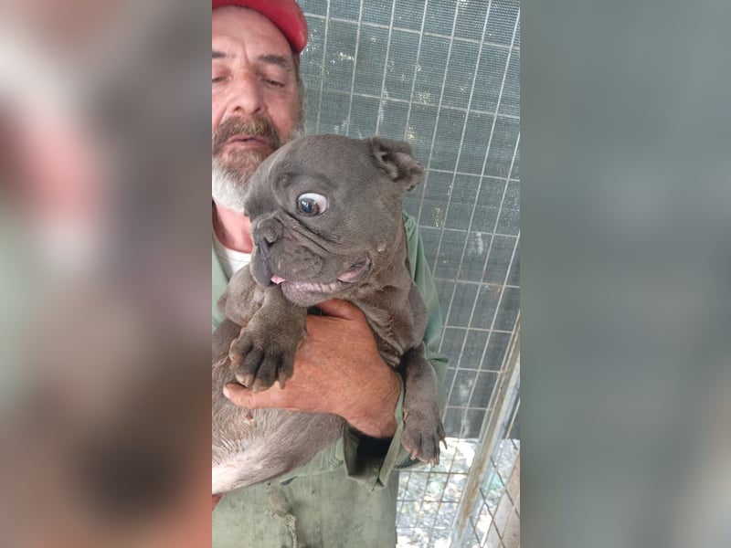 Chaplin, junger Französische Bulldoggen Rüde geb.03/2025